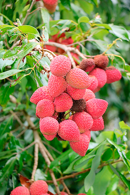 Litchi chinensis