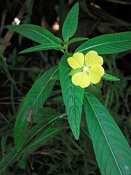 Ludwigia spp.