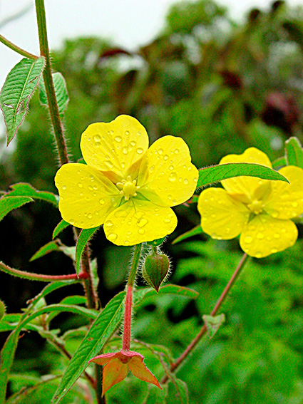 Ludwigia spp.