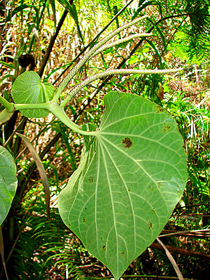 Macropiper latifolium