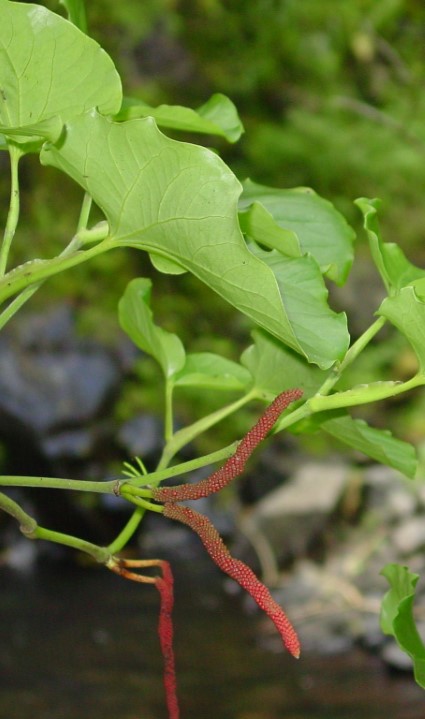 Macropiper latifolium