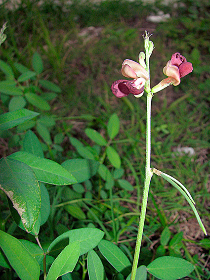 Macroptilium lathyroides