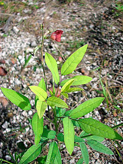 Macroptilium lathyroides