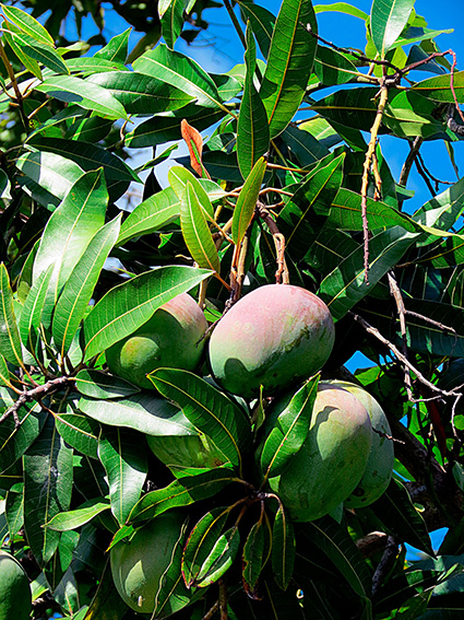 Mangifera indica