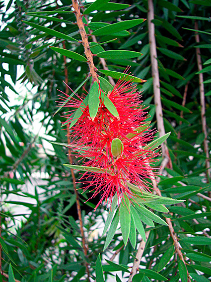 Melaleuca citrina