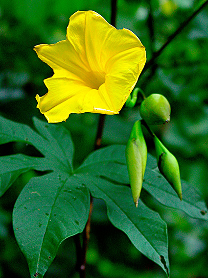 Merremia tuberosa