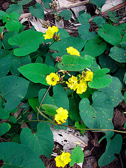 Merremia umbellata subsp. orientalis