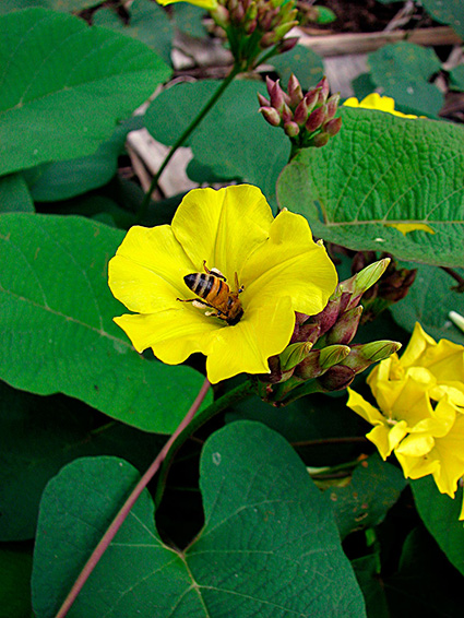 Merremia umbellata subsp. orientalis