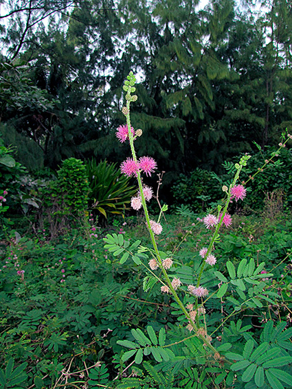 Mimosa diplotricha var. diplotricha