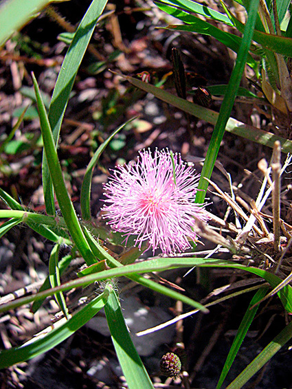 Mimosa pudica var. unijuga