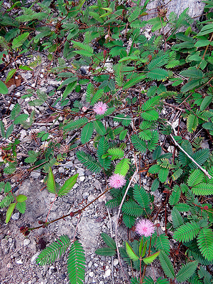 Mimosa pudica var. unijuga