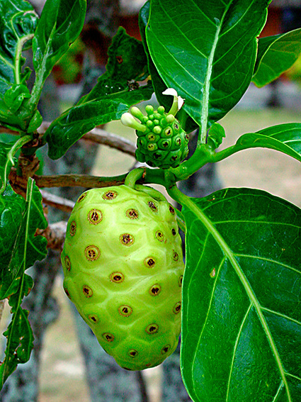 Morinda citrifolia