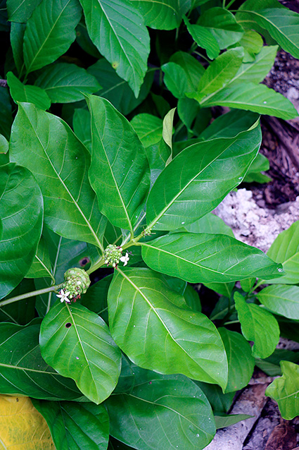 Morinda citrifolia