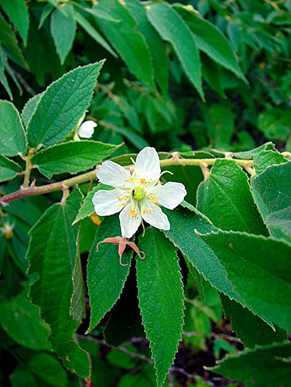 Muntingia calabura