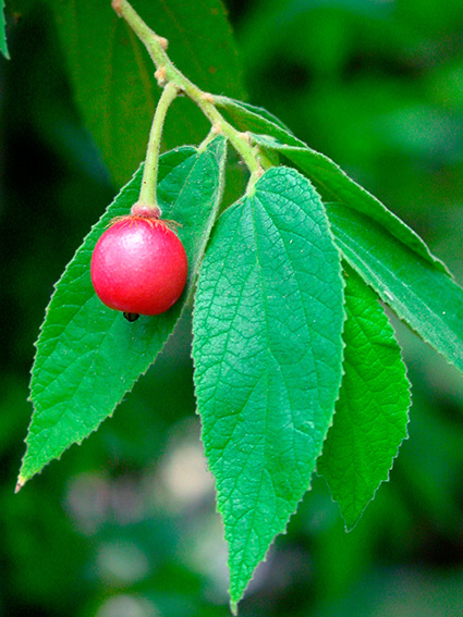 Muntingia calabura