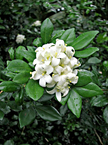 Murraya paniculata