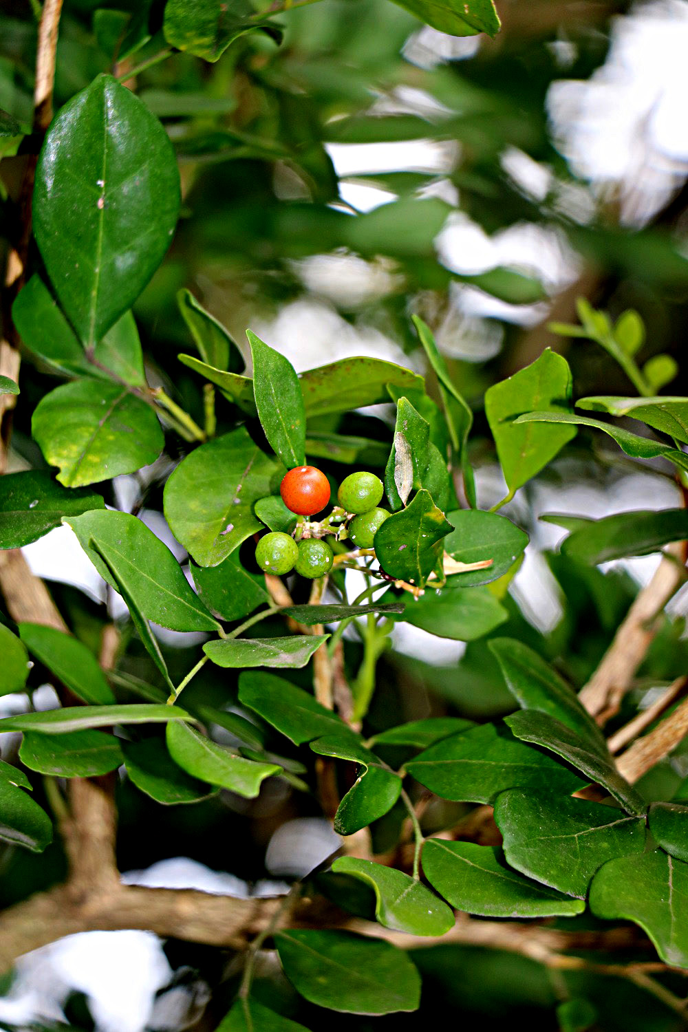 Murraya paniculata