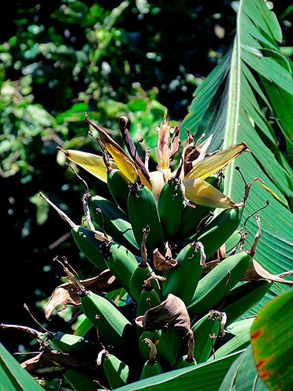 Musa troglodytarum