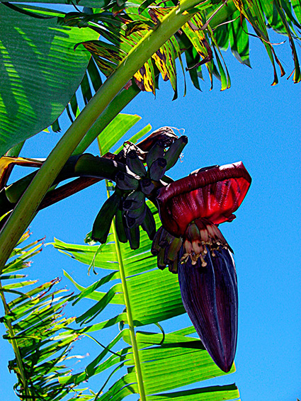 Musa x paradisiaca