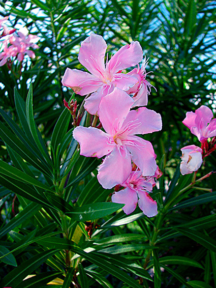 Nerium oleander