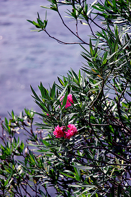 Nerium oleander