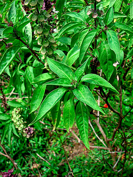 Ocimum basilicum