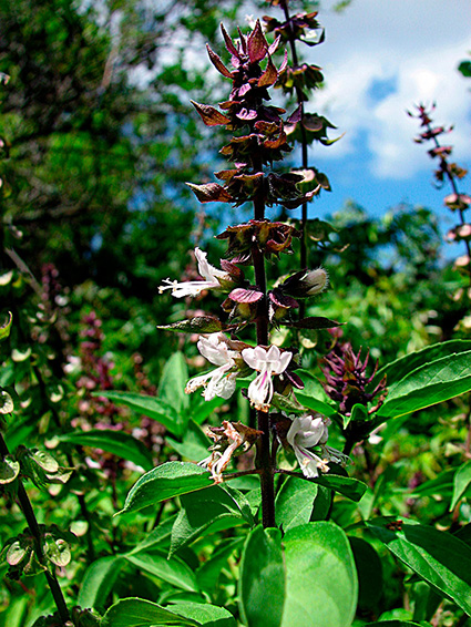 Ocimum basilicum