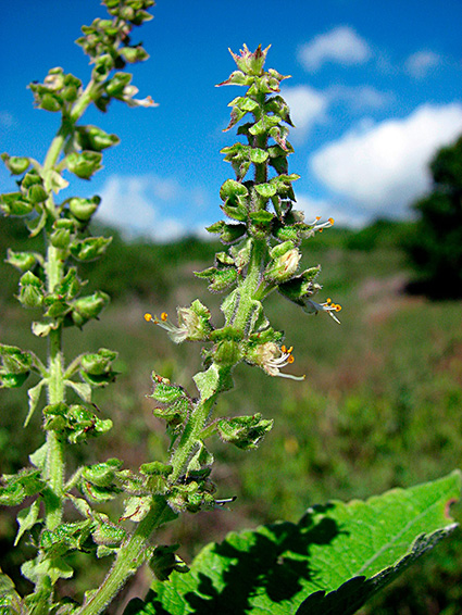 Ocimum gratissimum