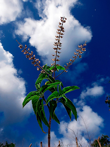 Ocimum gratissimum