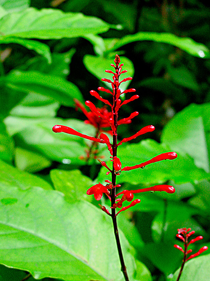 Odontonema cuspidatum