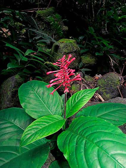 Odontonema cuspidatum