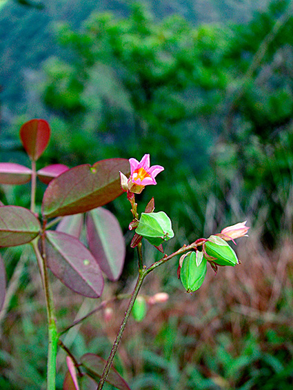 Oxalis barrelieri