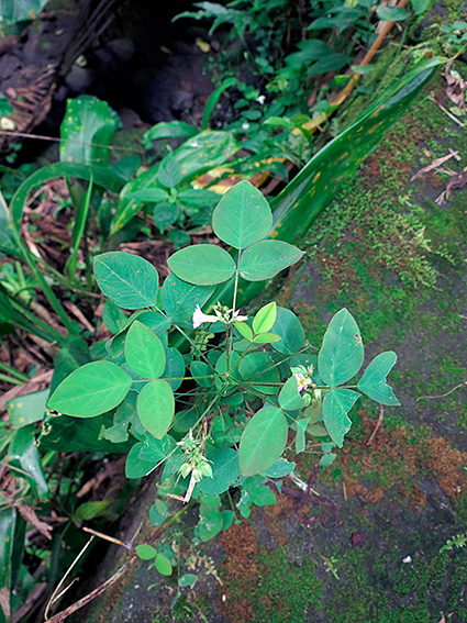 Oxalis barrelieri