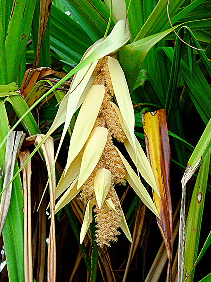 Pandanus tectorius var. tectorius