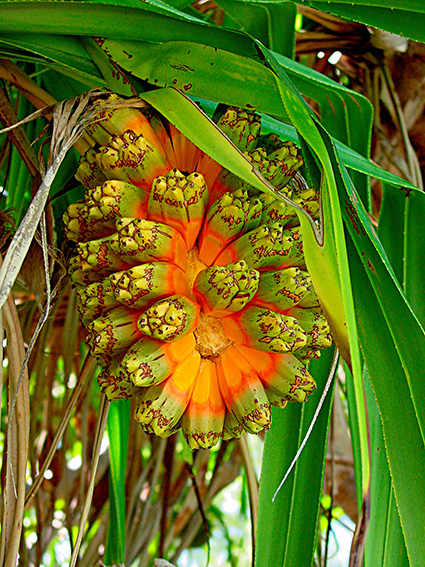 Pandanus tectorius var. tectorius