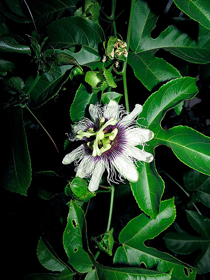 Passiflora edulis