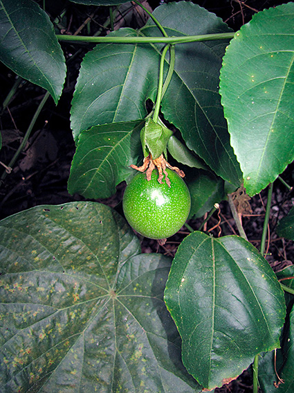 Passiflora edulis