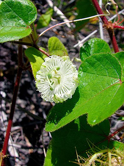 Passiflora foetida