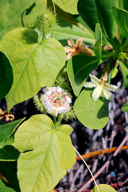 Passiflora foetida