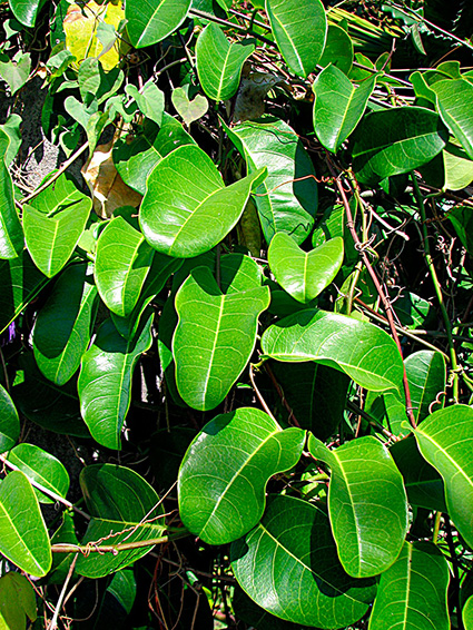 Passiflora laurifolia