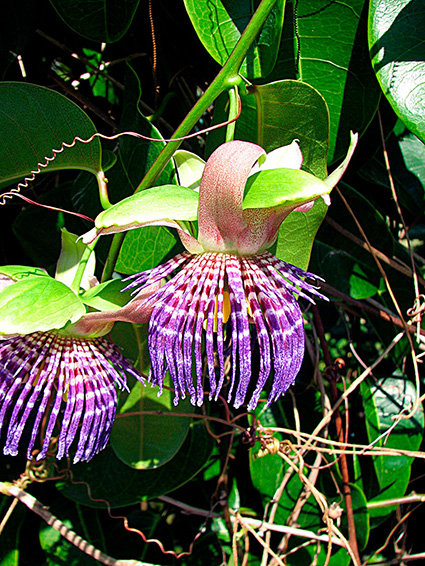 Passiflora laurifolia