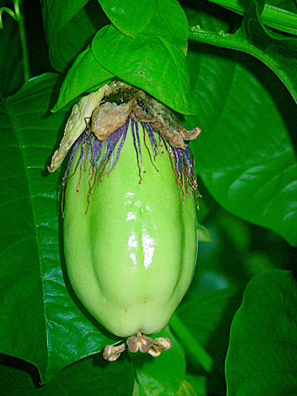 Passiflora quadrangularis