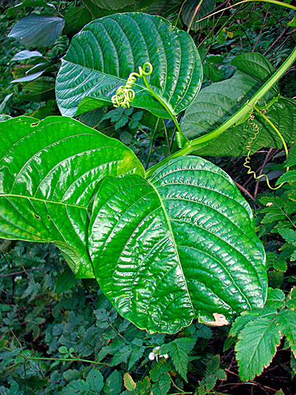 Passiflora quadrangularis