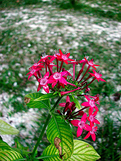 Pentas lanceolata