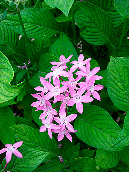 Pentas lanceolata