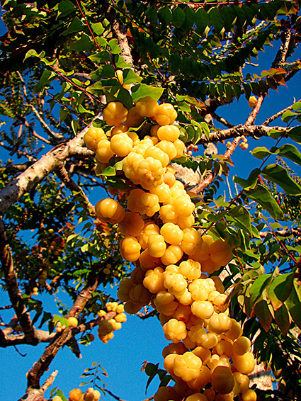 Phyllanthus acidus