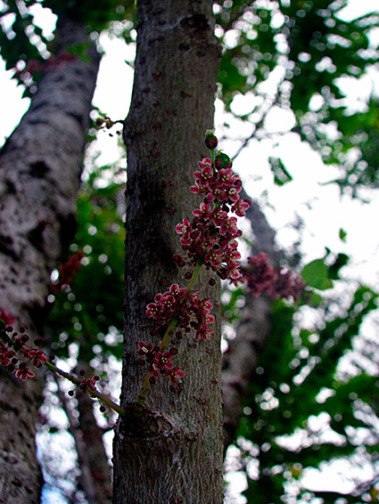 Phyllanthus acidus