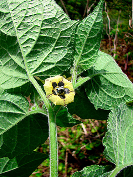 Physalis peruviana