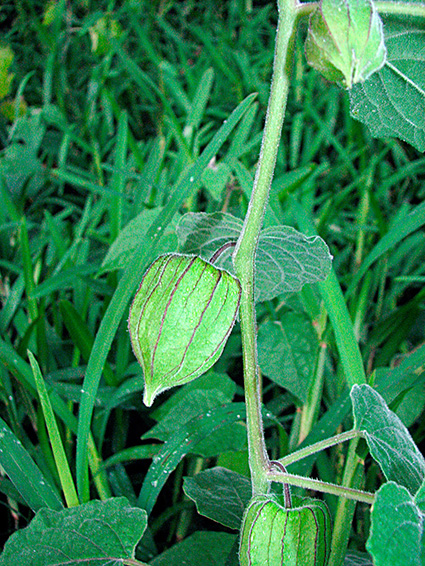 Physalis peruviana