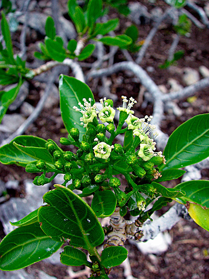 Pisonia grandis